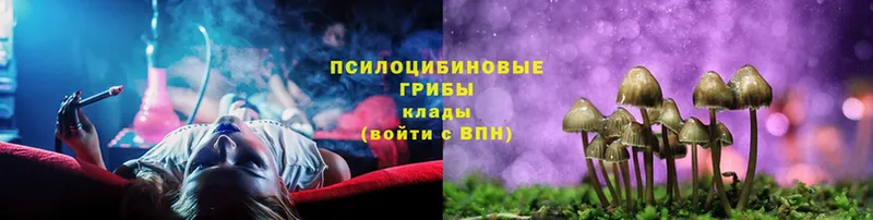 Галлюциногенные грибы Psilocybe  цена наркотик  Чебоксары 